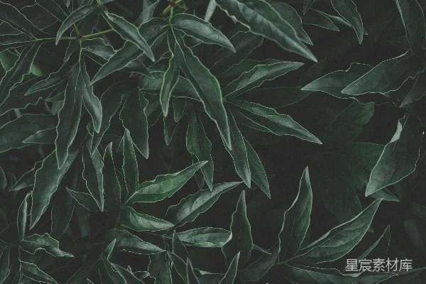 高清摄影 深色背景下的绿色植物叶片