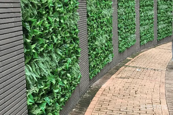 高清摄影 绿色植物墙与砖砌小径