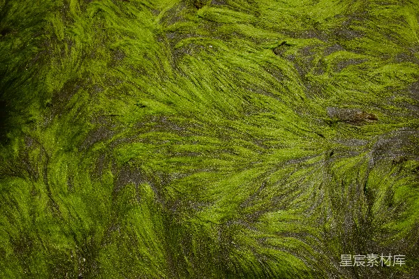 高清摄影 绿藻覆盖的水面纹理