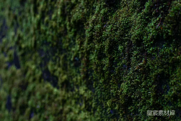 高清摄影 苔藓的纹理