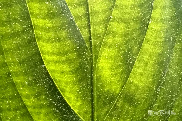 高清摄影 生机盎然的绿色叶片