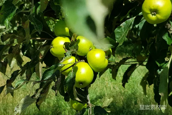 高清摄影 阳光下的青苹果