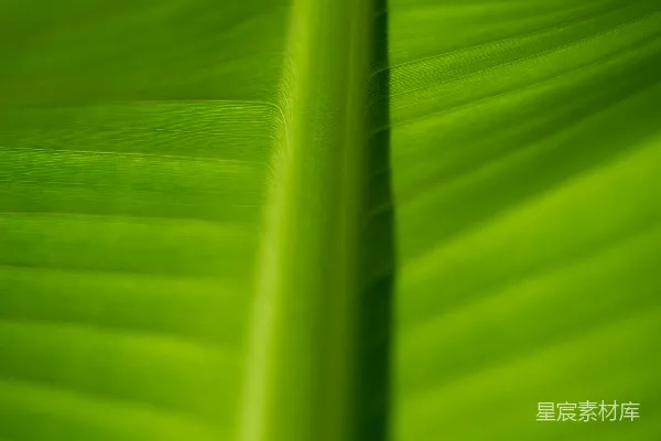 高清摄影 芭蕉叶特写