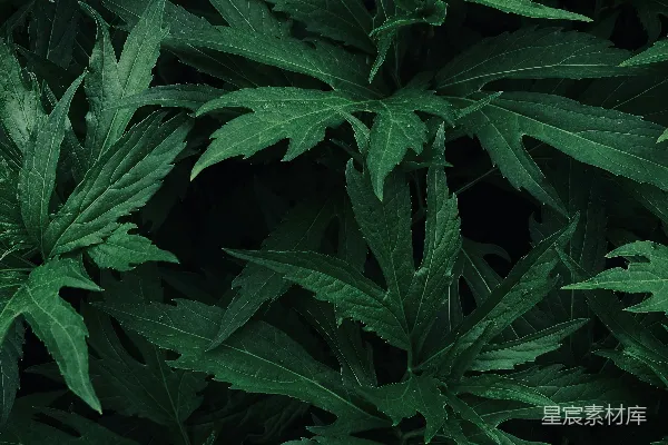 高清摄影 深绿色植物叶片特写