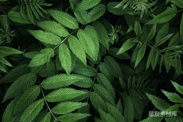 高清摄影 深绿色植物叶片特写