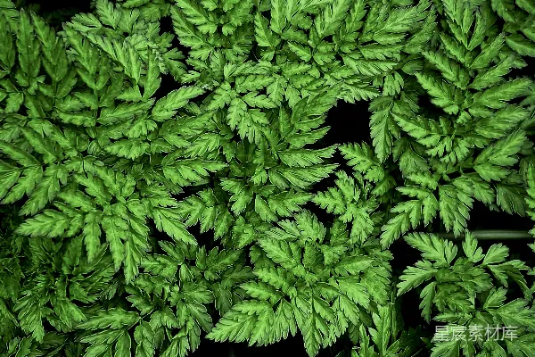 高清摄影 绿色植物的自然图案