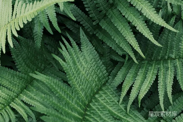 高清摄影 蕨类植物的自然纹理