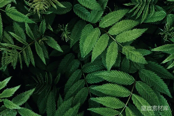高清摄影 翠绿的蕨类植物