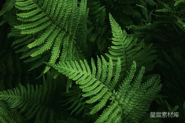 高清摄影 翠绿的蕨类植物