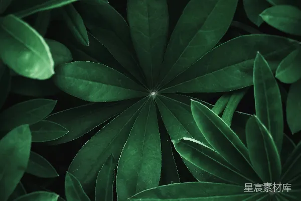 高清摄影 深绿色植物叶片特写