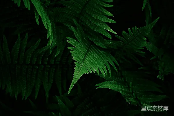 高清摄影 深绿色蕨类植物的自然纹理