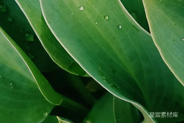高清摄影 雨后绿叶