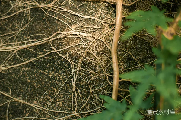 高清摄影 扎根大地的植物