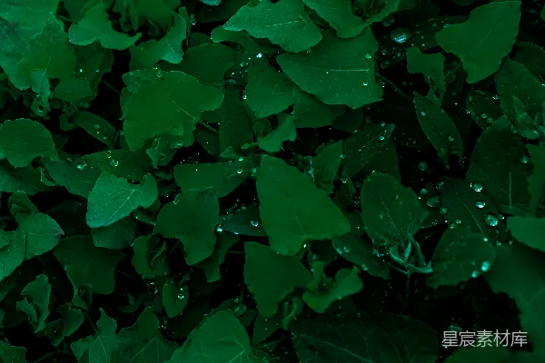 高清摄影 雨后绿叶