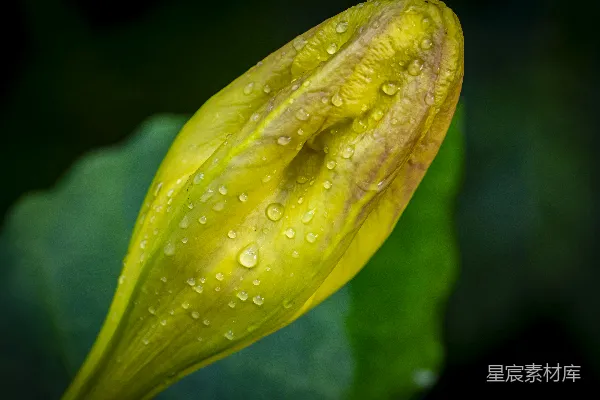 高清摄影 雨后黄花