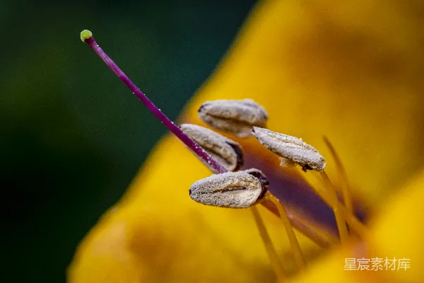 高清摄影 花蕊的细节特写