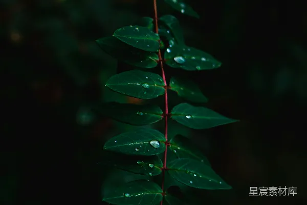 高清摄影 露珠点缀的绿色枝叶