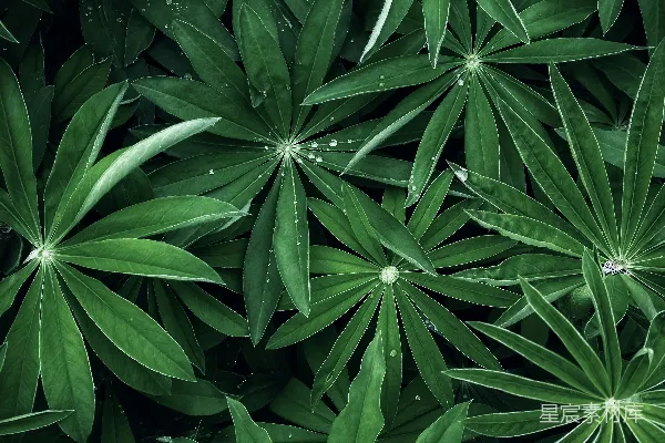 高清摄影 雨后绿叶的自然美