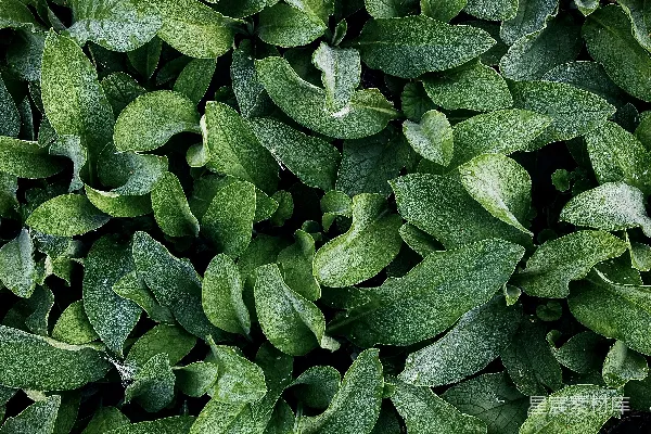高清摄影 郁郁葱葱的绿叶植物