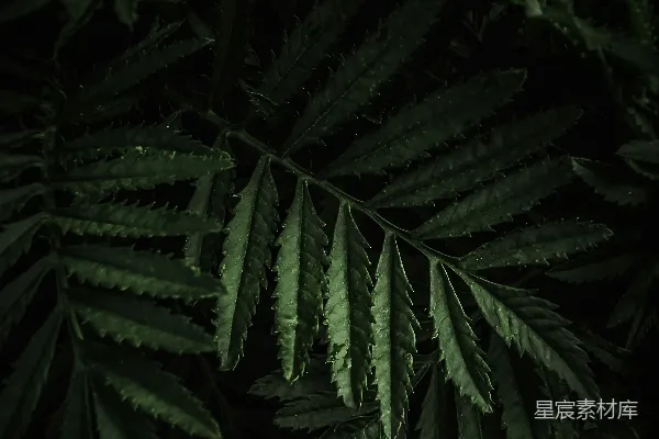 高清摄影 夜色中的蕨类植物