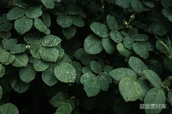 高清摄影 雨后绿叶