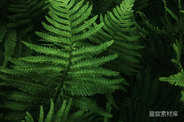 高清摄影 翠绿的蕨类植物