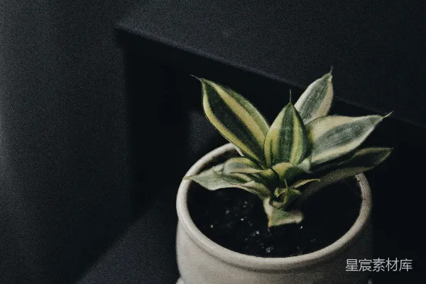 高清摄影 简约绿植盆栽