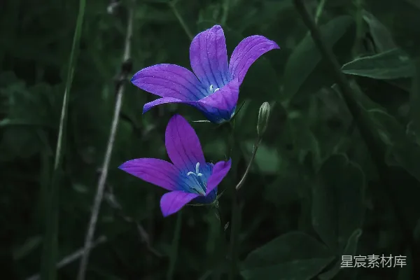 高清摄影 紫色风铃草的静谧之美