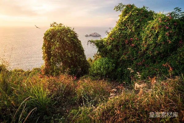 高清摄影 海岸边的黄昏与野花