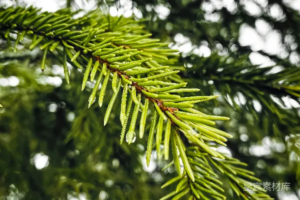 高清摄影 雨后松针