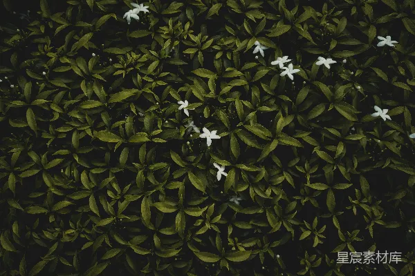 高清摄影 绿意盎然的白色花朵