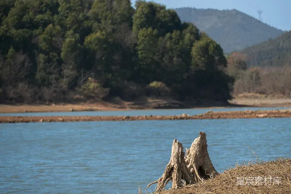 高清摄影 湖畔枯木静谧景