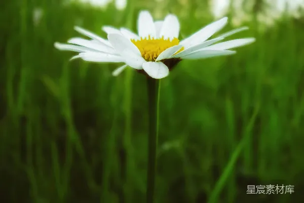 高清摄影 田野中的小雏菊