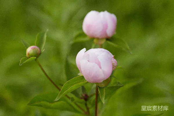 高清摄影 粉红牡丹花蕾绽放