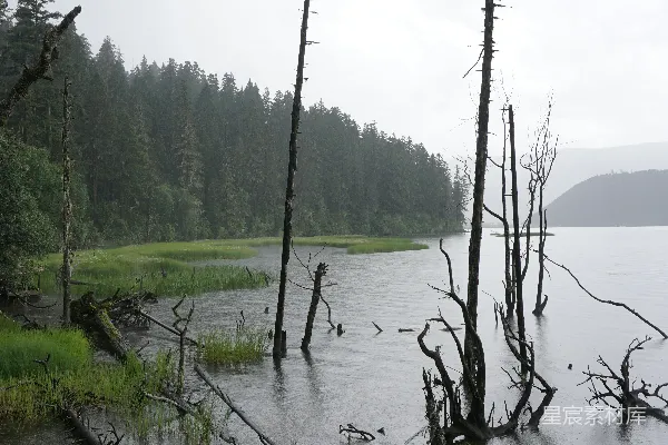 高清摄影 雨中的湿地与枯木