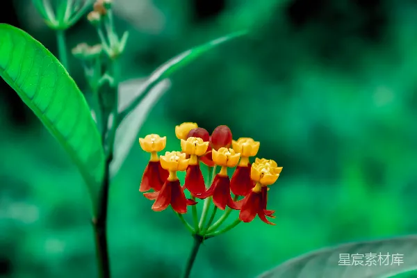 高清摄影 鲜艳的红黄花束