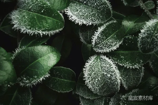 高清摄影 冬日霜花覆盖的绿色植物