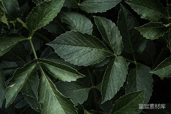高清摄影 深绿色植物叶特写