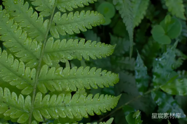 高清摄影 晨露中的蕨类植物
