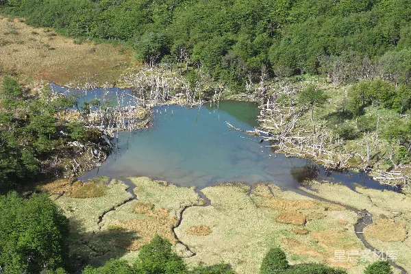 高清摄影 森林中的湿地与小湖