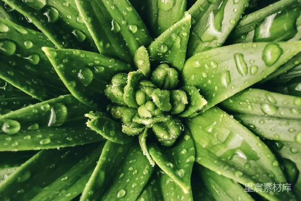 高清摄影 雨后植物的清新之美