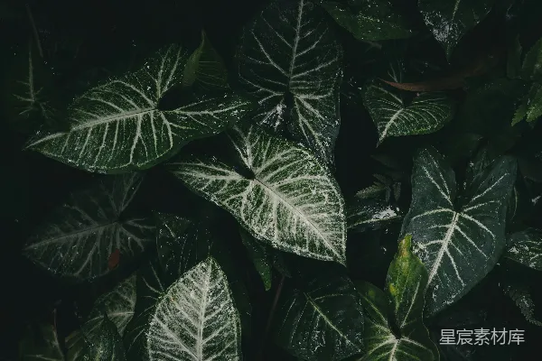 高清摄影 绿色植物的自然美感