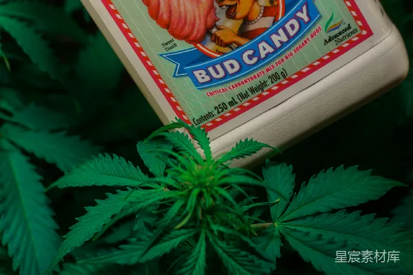 高清摄影 Bud Candy: 有机肥料与植物的完美结合