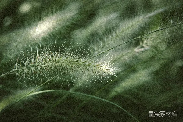 高清摄影 风吹草低见牛羊