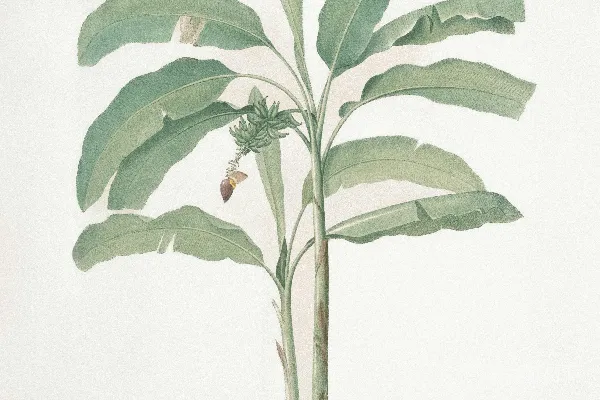 高清摄影 热带植物手绘插图