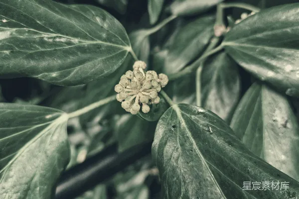 高清摄影 生机勃勃的植物特写