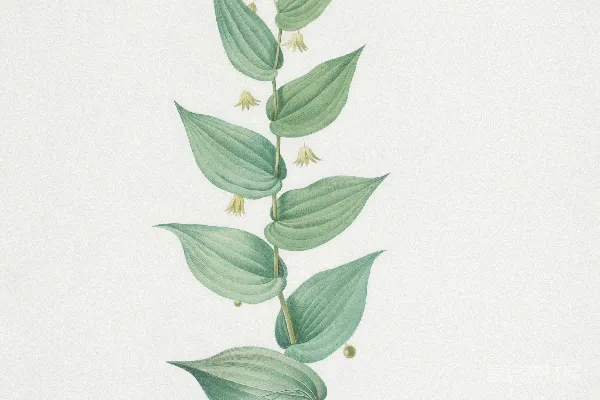 高清摄影 水仙花的植物插画