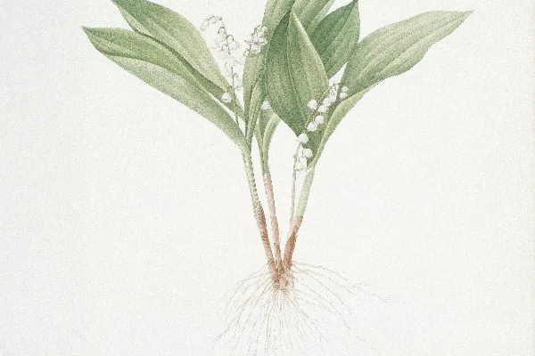 高清摄影 铃兰植物插图