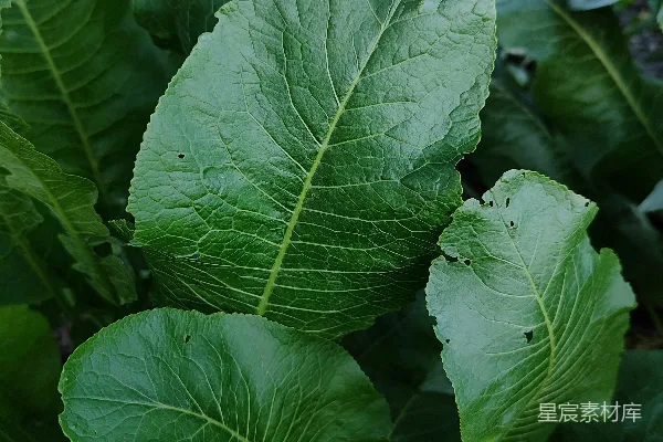 高清摄影 绿叶植物特写