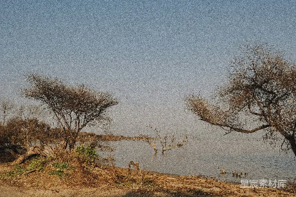 高清摄影 枯树下的宁静湖景